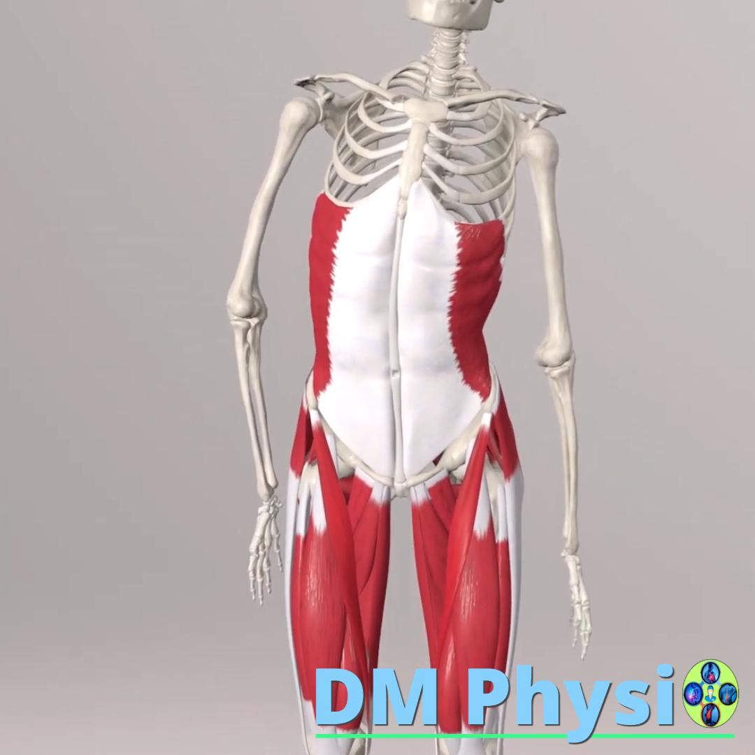 Изображение на външен кос коремен мускул